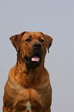 TOSA INU 362